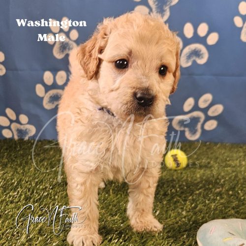 F1b mini goldendoodle in Colorado F1b labradoodle in Colorado F1 goldendoodle in Colorado Golden doodle