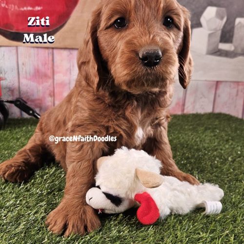 F1b mini goldendoodle in Colorado F1b labradoodle in Colorado F1 golden doodle in Colorado Golden Doodles near me