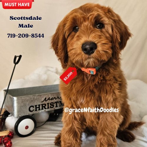 F1b mini goldendoodle in Colorado F1b labradoodle in Colorado F1 golden doodle in Colorado Golden Doodle near me